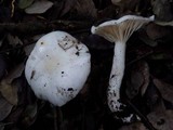 Hygrophorus eburneus image