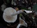 Hygrophorus eburneus image