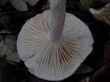 Hygrophorus eburneus image
