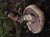 Agaricus lanipes image