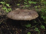 Agaricus lanipes image