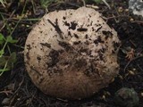 Agaricus lanipes image