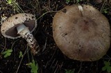 Agaricus lanipes image