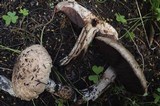 Agaricus lanipes image