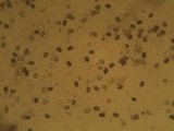 Agaricus lanipes image