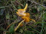 Hygrocybe psittacina var. perplexa image