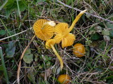Hygrocybe psittacina var. perplexa image
