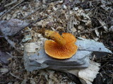 Hygrophoropsis rufa image
