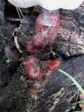 Ganoderma lucidum image