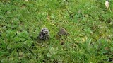 Morchella americana image