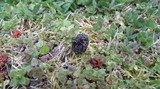 Morchella americana image