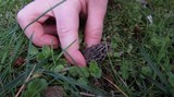 Morchella americana image