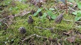 Morchella americana image