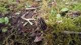 Morchella americana image