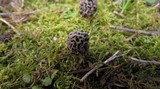 Morchella americana image