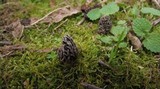 Morchella americana image