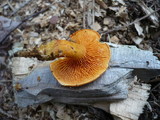 Hygrophoropsis rufa image