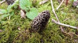 Morchella americana image