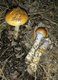 Cortinarius mucosus image