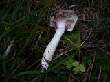 Hygrophorus latitabundus image