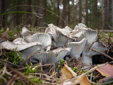 Hygrophorus marzuolus image