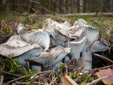 Hygrophorus marzuolus image