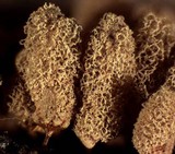Arcyria denudata image