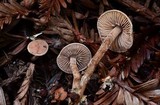 Pseudobaeospora stevensii image