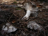 Hygrophorus marzuolus image