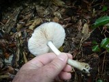 Pluteus atrofuscens image