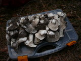 Hygrophorus marzuolus image