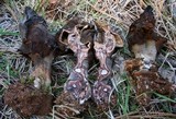 Gyromitra infula image