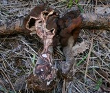 Gyromitra infula image