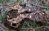 Gyromitra infula image