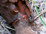 Gyromitra infula image
