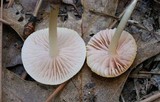 Alboleptonia adnatifolia image