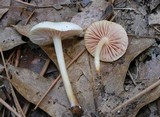 Alboleptonia adnatifolia image