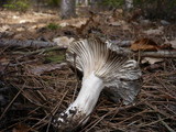 Hygrophorus marzuolus image