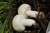 Agaricus albolutescens image