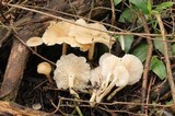 Clitocybe salmonilamella image