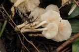 Clitocybe salmonilamella image