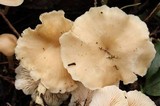 Clitocybe salmonilamella image