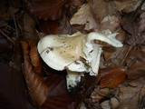 Hygrophorus poetarum image