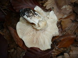 Hygrophorus poetarum image