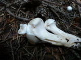 Hygrophorus purpurascens image