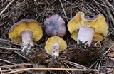 Rugosomyces onychinus image