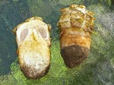 Agaricus texensis image