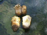 Agaricus texensis image