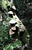 Auricularia nigricans image