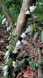 Auricularia nigricans image